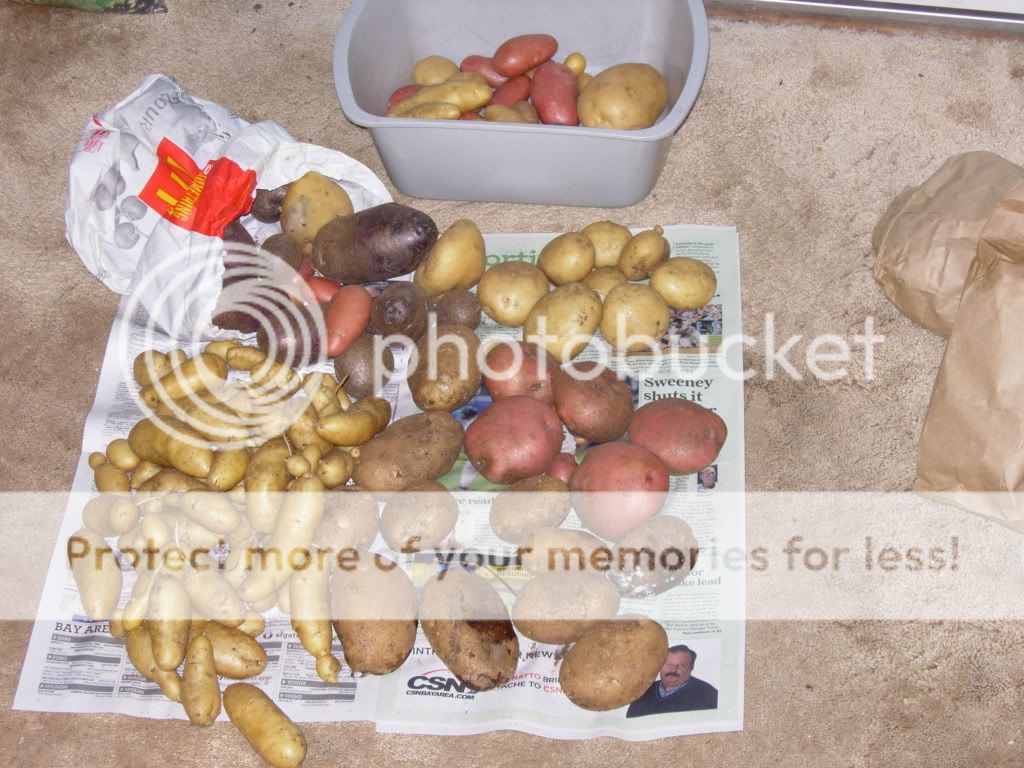 potatoharvest